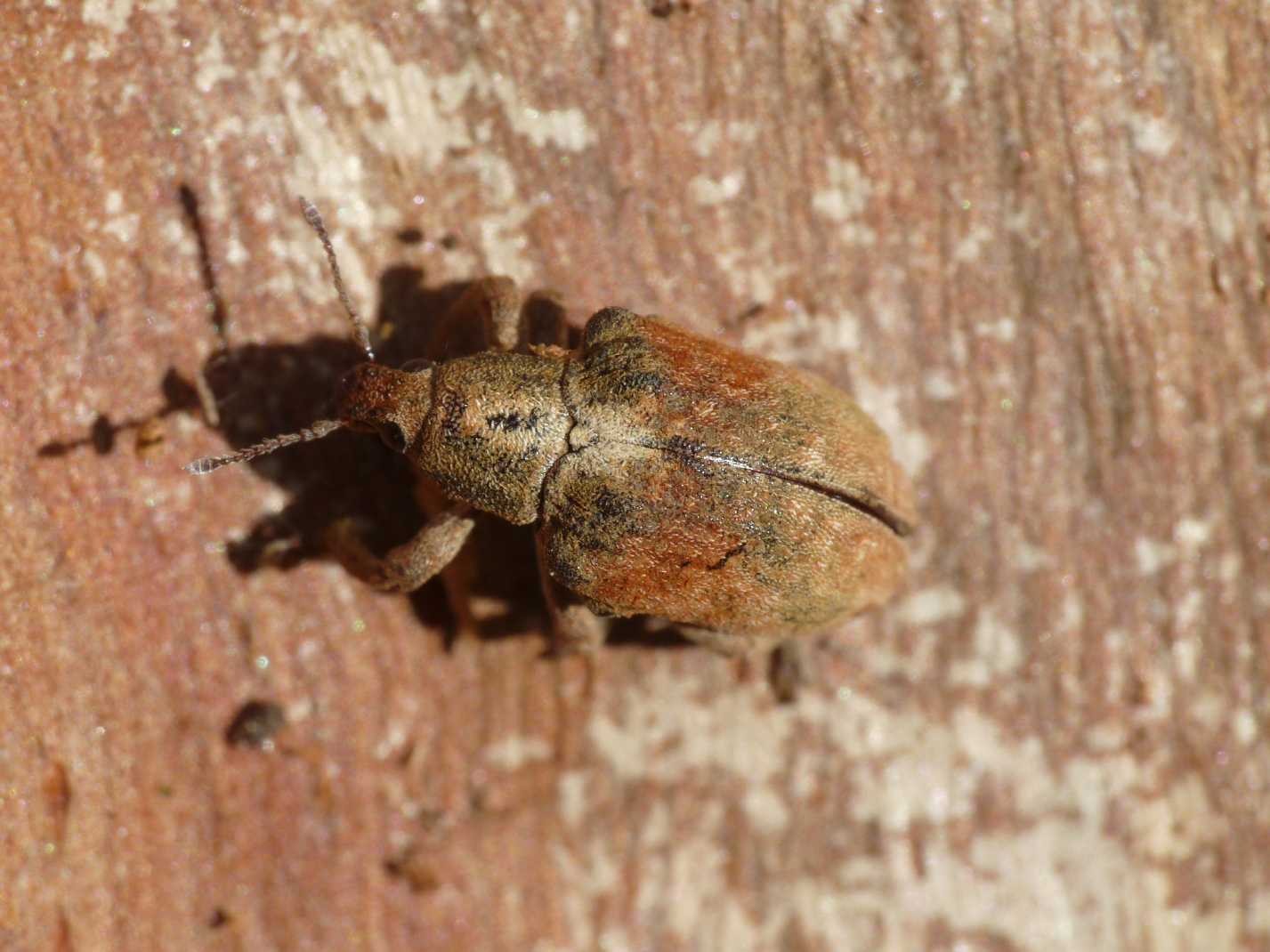 Curculionide vellutato: Gonipterus cf scutellatus